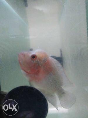 Pink And Gray Cichlid Flowerhorn Fish