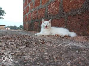Poochayum koodum for sale 4 month year old femail