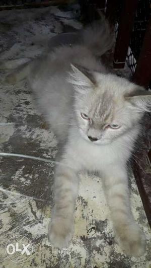 Pregnant Himalayan Female Cat. 13months age.