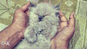 Punch face persian cat for sale with blue eyes. 2