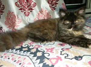 Pure Persian flat face Female Kitten very loving n playfull