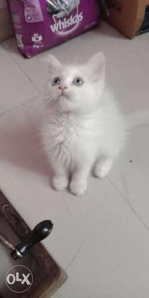Pure Persian home breed