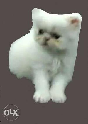 Pure Persian male cat triple coat hair