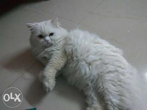 Pure breed Persian cat semi punch face with pouti
