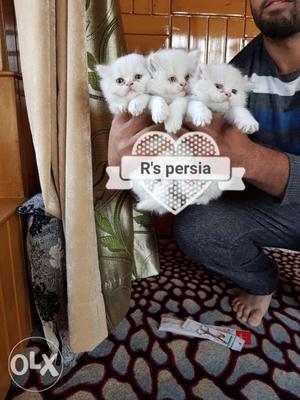Pure persian kitten available triple fur coat all