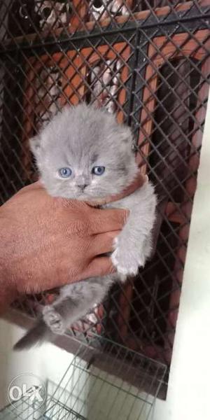 Pure persion gray kittens
