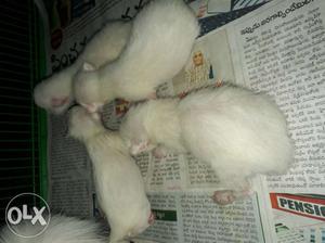 Pure persion kittens per hed rs it is in SIRCILLA