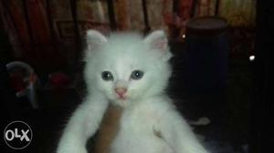 Pure white kitten Female doll face 2 months old