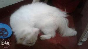 Pure white persion cat.. urgent sale..