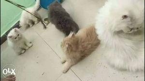 Real Persian Cat kittens