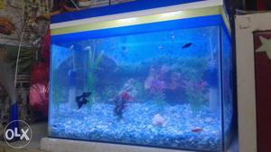 Rectangular Fish Tank With Blue Strip