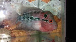 Red Dragon Flowerhorn Its a male FH. It has