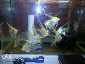 Red eye angel fish, breeding size for sell