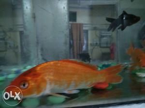 Red fish pair 6inch healthy fish's