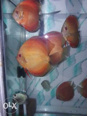 Rgd discus fish lot size 6 inch 5 pis lot all