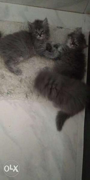 Semi punch face grey kittens 2months old..full