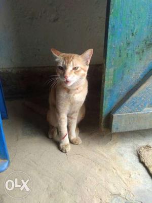 Short-coated Orange Tabby Cat