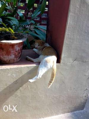 Short-fur Orange Tabby Cat