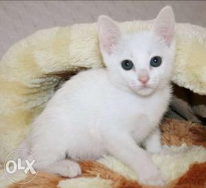 Short-fur White n brown kittens