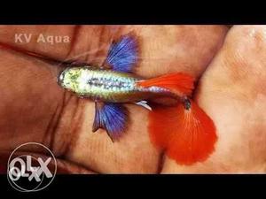 Silver, Red And Blue Fish