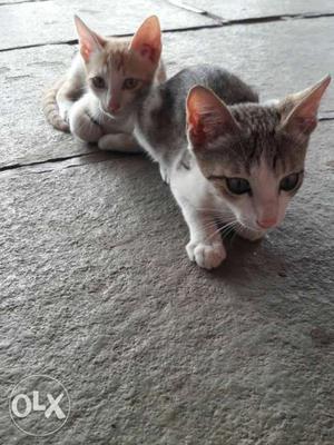Small, cute kittens its Free