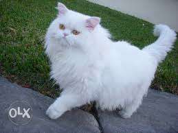 So nice white persian kitten sale in cod