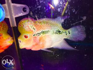 Srd flowerhorn 5inches. healthy and active. price