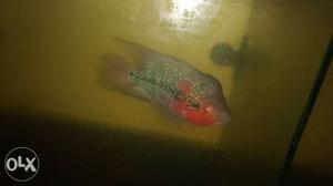Srd male and female Flower horn fish for less