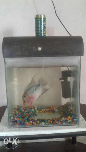 Tank pump stone fish