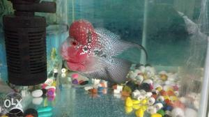 Thailand imported flowerhorn for