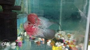 Thailand imported shortbody monsterkok flowerhorn