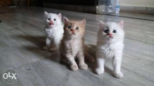 Three Long-coated Kittens