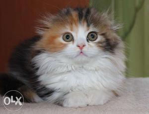 Three mix colour cute persian cat available