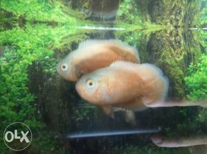 Two Beige Fish
