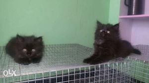 Two Black Persian Kittens
