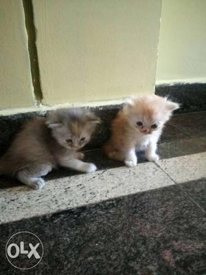 Two Orange And Grey Persian Kittens