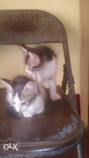Two White And Black Fir Kittens