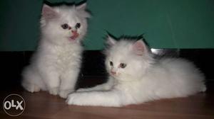 Two White Medium Fur Kittens