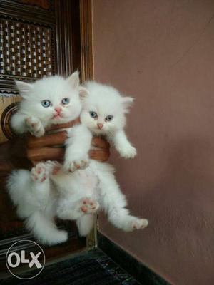 Two White Persian Cats