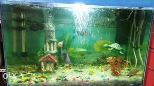 Urjent Sale of my aquarium selling because of low