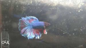 Very Active Betta Fish for Sale.