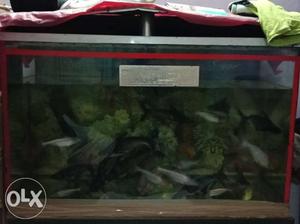 Very Good condition Tank with shark fish with
