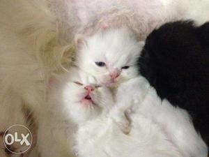 Very beautiful white persian kitten available cash on