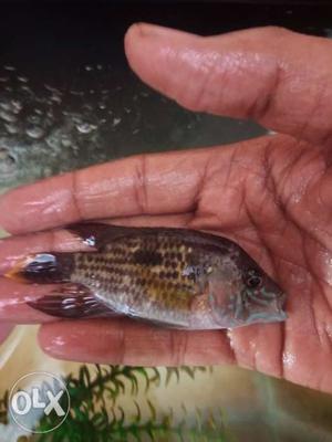 Want to sell 4 cichlid fish 3 inches of size