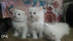 We buy and sale Persian male and female cat  each