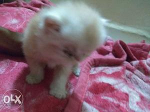 What To Sell My Cat 1 Month Today Female Cat
