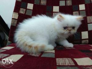 White And Orange Persian Kitten