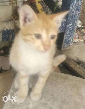 White & Orage (cat) kitten pair 2 months old available in