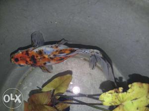 White, Orange, And Black Fish