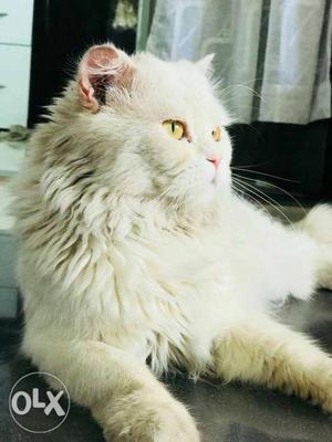 White Persian Cat